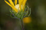 Florida false sunflower
